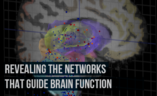 Revealing the networks that guide brain function