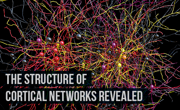 Cortical networks Nature