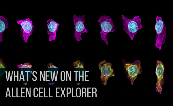 What's New on the Allen Cell Explorer