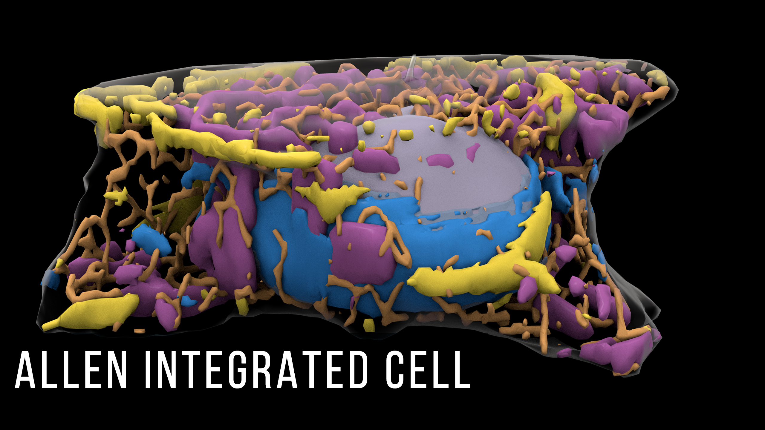 Allen Integrated Cell: A new way to see inside live human ce