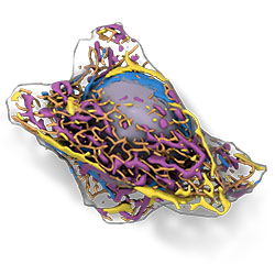 Allen Integrated Cell