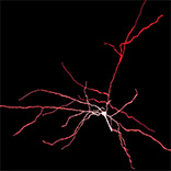 Biophysical neuron model