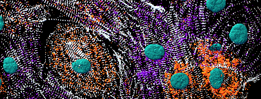 Gene expression in cardiomyocytes