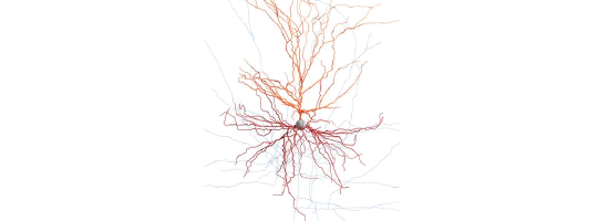 Neurons beyond the textbook