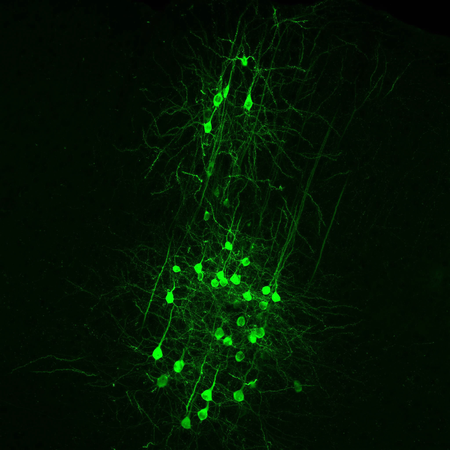 Neuron Cell Types