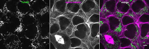 New cell lines and plasmids