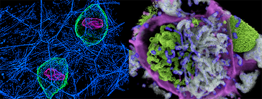 Allen Institute for Cell Science Events