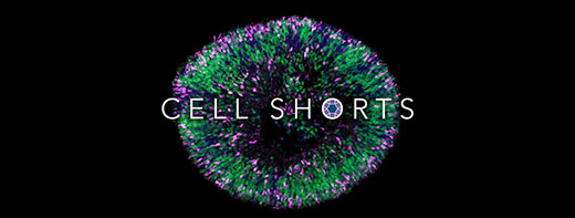 Cell Shorts | Building a better model of blindness and eye disease