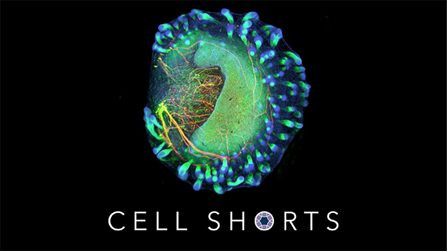 Cell Shorts | Lab-grown human skin holds promise for skin grafts