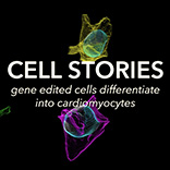 Cell Stories: Gene edited cells differentiated to cardiomyocytes