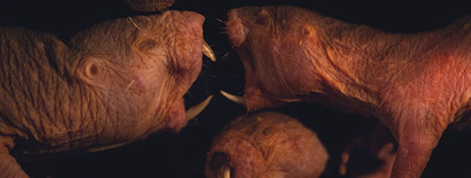 Naked mole rats don’t show signs of old age, but their DNA says otherwise