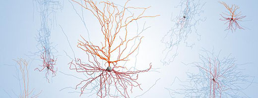 Lesson Plan | Neurons beyond the textbook