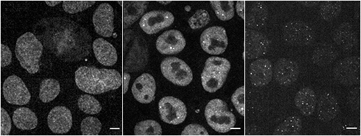 New cell lines and plasmids