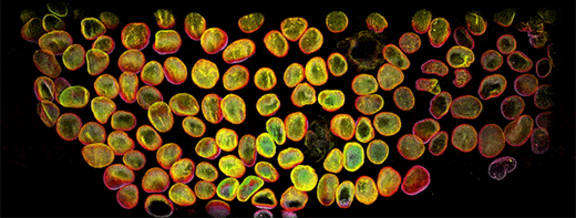 SciShots: Gentle imaging for delicate cells