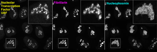 Two new cell lines released